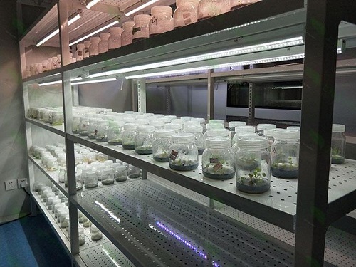 泸州植物组织培养实验室设计建设方案